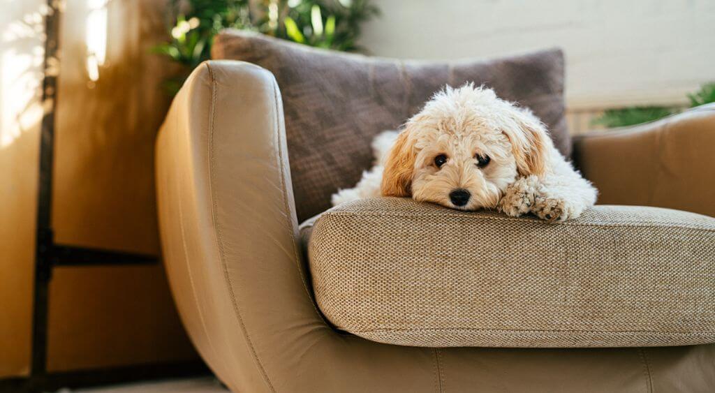 Cuál es el mejor material para un sofá que admita mascotas
